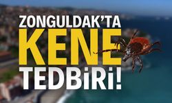 Zonguldak'ta Kene Tedbiri: YASAKLANDI! | Zonguldak haber