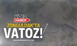 Zonguldak'ta Vatoz Balığı! | Zonguldak haber