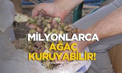 Milyonlarca ağaç kuruyabilir!