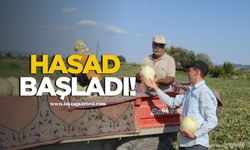 Kırkağaç kavunu hasadı başladı! 30 bin ton rekolte bekleniyor...