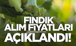 TMO fındık alım fiyatlarını açıkladı