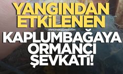 Yangından etkilenen kaplumbağaya ormancı şefkati