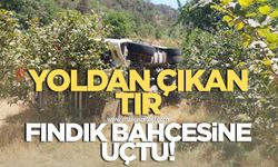 Yoldan çıkan tır fındık bahçesine uçtu