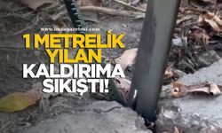 1 Metrelik Yılan Kaldırımda Sıkıştı, Vatandaşlar Harekete Geçti!