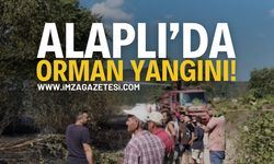 Zonguldak Alaplı'da Orman Yangını!
