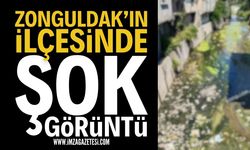 Zonguldak Alaplı'da Şok Eden Görüntü: Sağlığı Tehdit Ediyor!
