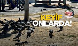 Zonguldak’taki güvercinlerin çocuk parkındaki suda serinleme keyfi!
