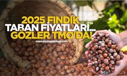 2025 Fındık Taban Fiyatları... Gözler TMO'da!