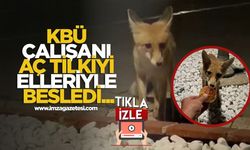 Karabük Üniversitesi'nde Gece Yarısı Sürprizi... Aç Tilkiyi Elleriyle Besledi...