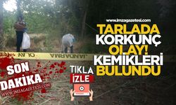 Mısır tarlasında korkunç olay! İnsan kemikleri bulundu!