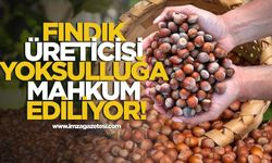 Fındık üreticisi yoksulluğa mahkum ediliyor!