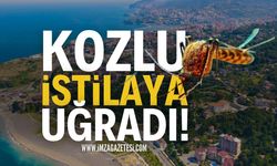 Zonguldak Kozlu İstila Altında: Herkes Şikayetçi!