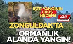 Zonguldak’ta ormanlık alanda yangın