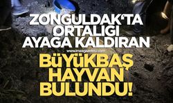 Zonguldak'ta ortalığı ayağa kaldıran büyükbaş hayvan bulundu