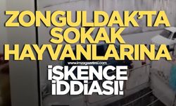 Zonguldak'ta sokak hayvanlarına işkence ediyor iddiası
