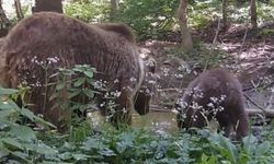 Kastamonu’da anne ayı ve yavrusu, fotokapana yakalandı
