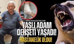 Çaycuma'da Sokak Köpeği Saldırısı! 71 Yaşındaki Adam Hastanelik Oldu!