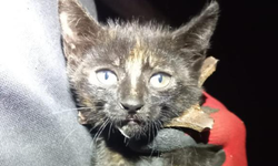 Zonguldak'ta minik kedi böyle kurtarıldı