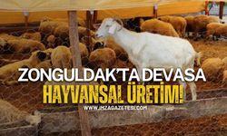 Zonguldak’ta Devasa Hayvansal Üretim!