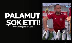 Zonguldak’ta Palamut Fiyatını Gören Şok Oldu....