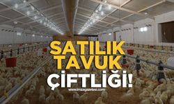 Zonguldak'ın ilçesinde icradan satılık tavuk çiftliği!