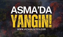 Zonguldak Asma'da Yangın: TTK'nın Üst Kısmı Yanıyor!