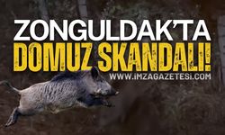 Zonguldak Çaydeğirmeni'nde Domuz Sürüsü!