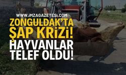 Zonguldak Devrek'te Şap Krizi! Vatandaş Endişeli!