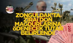 Zonguldak’ta zirai don mağdurlarına ödenecek tutar belirlendi!