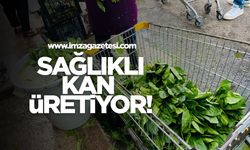 Sağlıklı kan üretiyor!