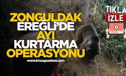 Zonguldak Ereğli'de Ayı Kurtarma Operasyonu Kamerada...