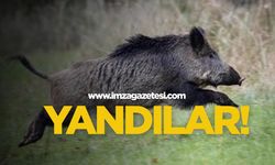 Zonguldak’ta domuzlar yandı!