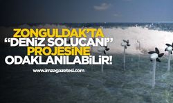 Zonguldak’ta “Deniz Solucanı” Projesine Odaklanılabilir!
