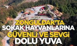 Zonguldak’ta Sokak Hayvanlarına Güvenli ve Sevgi Dolu Yuva