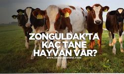 Zonguldak’taki o hayvanların sayısı belirlendi!