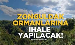 Zonguldak ormanlarına ihale yapılacak! İhale şartları...