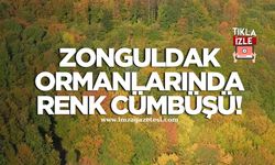 Zonguldak ormanlarında görsel şölen!