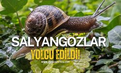 Salyangozlar yolcu edildi!