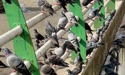 Sıra Sıra Dizilerek Saf Tutmayı da Beceriyorlar!