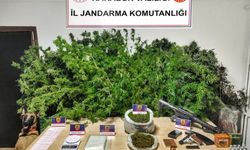Safranbolu'da Yasa Dışı Kenevir Ekimi Yapan 3 Şüpheli Tutuklandı