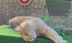 BEUN'da Ara Güler Anısına Düzenlenen Yarışmanın Kazananları Belli Oldu...