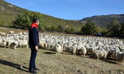 Bolu Tiftik Keçisi Üretimine 3 Milyon Liralık Dev Destek