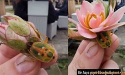 Asya Çiçek Böceği Gerçek Mi? Nedir?
