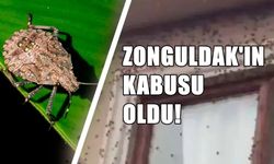 Zonguldak'ın Kabusu Oldu! Yetkililere Çağrı...