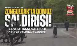 Zonguldak'ta Domuz Saldırısı! Yaşlı Adam Son Anda Kurtuldu!
