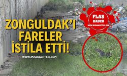 Zonguldak’ı Fareler İstila Etti! Kent Merkezinde Tedirginlik Hakim!