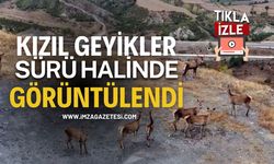 Kızıl Geyikler Sürü Halinde Görüntülendi...