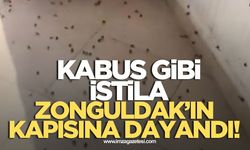 Kabus gibi istila Zonguldak'ın kapısına dayandı