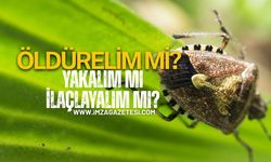 Kahverengi Tehlikeye Karşı Zonguldak'ta Seferberlik çağrısı!