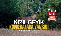 Kastamonu’da Ormanda Kızıl Geyik Görüntülendi...